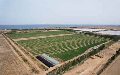豐達(dá)源小麥種植基地2023年小麥長勢良好