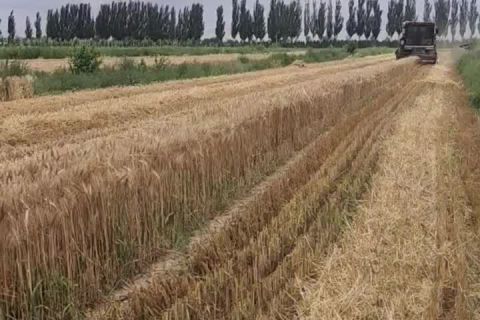 2023年豐達(dá)源收割基地小麥